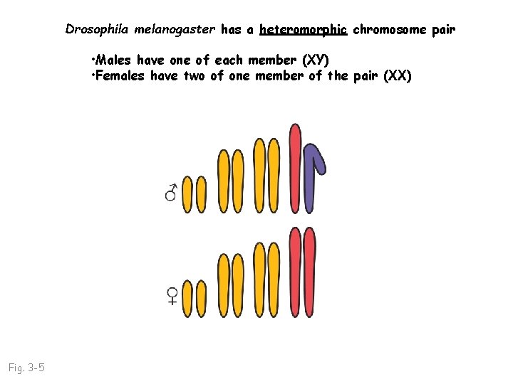 Drosophila melanogaster has a heteromorphic chromosome pair • Males have one of each member