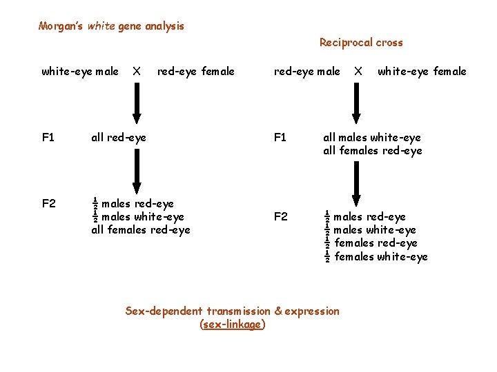 Morgan’s white gene analysis Reciprocal cross white-eye male X red-eye female red-eye male X