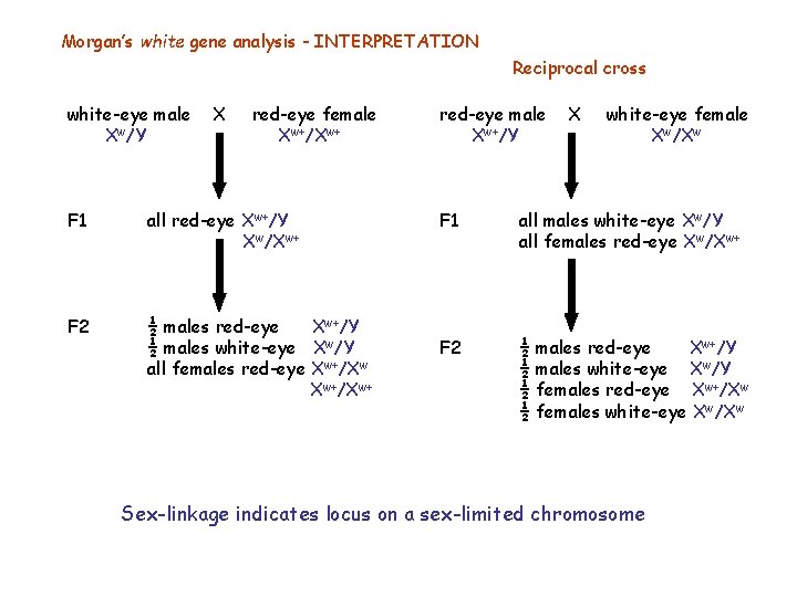 Morgan’s white gene analysis - INTERPRETATION Reciprocal cross white-eye male Xw/Y X red-eye female