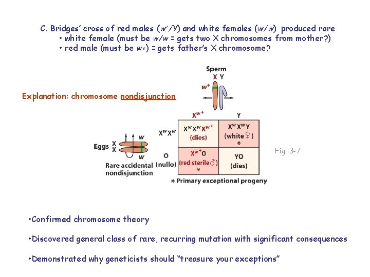 C. Bridges’ cross of red males (w+/Y) and white females (w/w) produced rare •