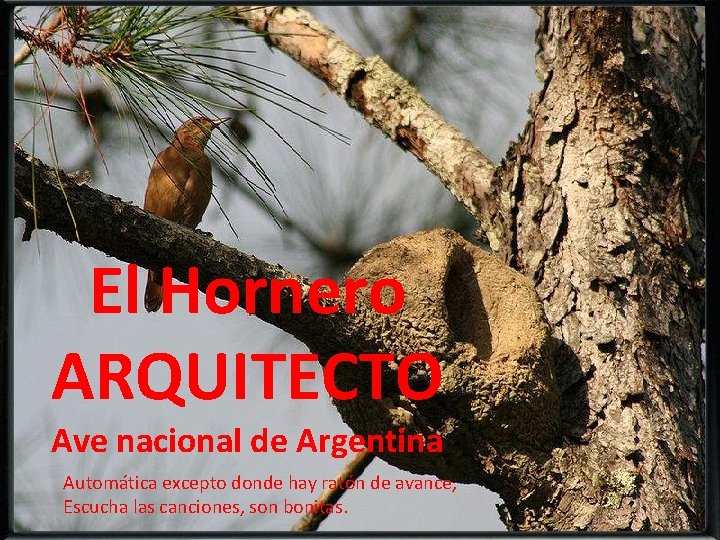 El Hornero ARQUITECTO Ave nacional de Argentina Automática excepto donde hay ratón de avance,