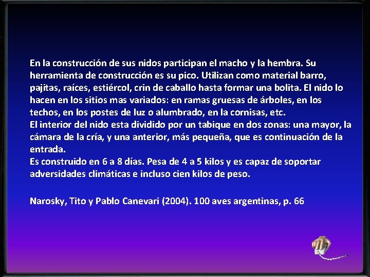 En la construcción de sus nidos participan el macho y la hembra. Su herramienta