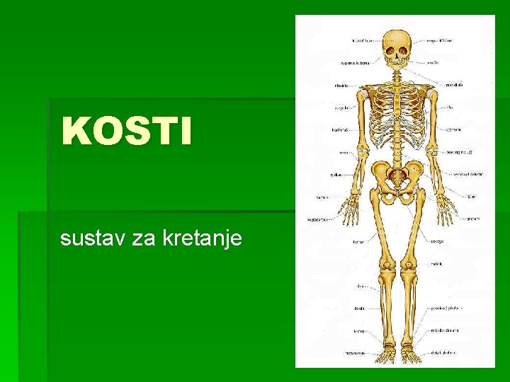 KOSTI sustav za kretanje 