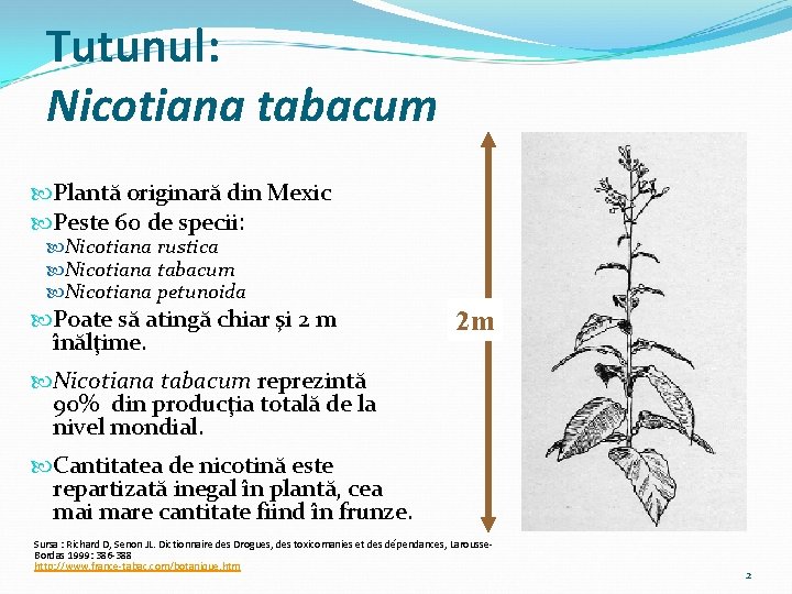 Tutunul: Nicotiana tabacum Plantă originară din Mexic Peste 60 de specii: Nicotiana rustica Nicotiana