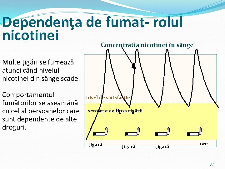 Dependenţa de fumat- rolul nicotinei Concentratia nicotinei în sânge Multe ţigări se fumează atunci