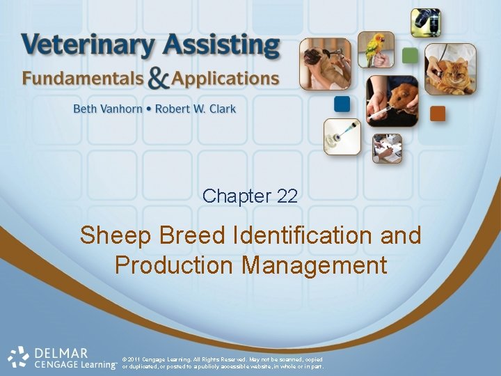 Chapter 22 Sheep Breed Identification and Production Management