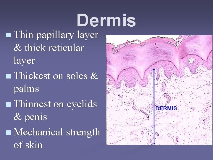Dermis n Thin papillary layer & thick reticular layer n Thickest on soles &