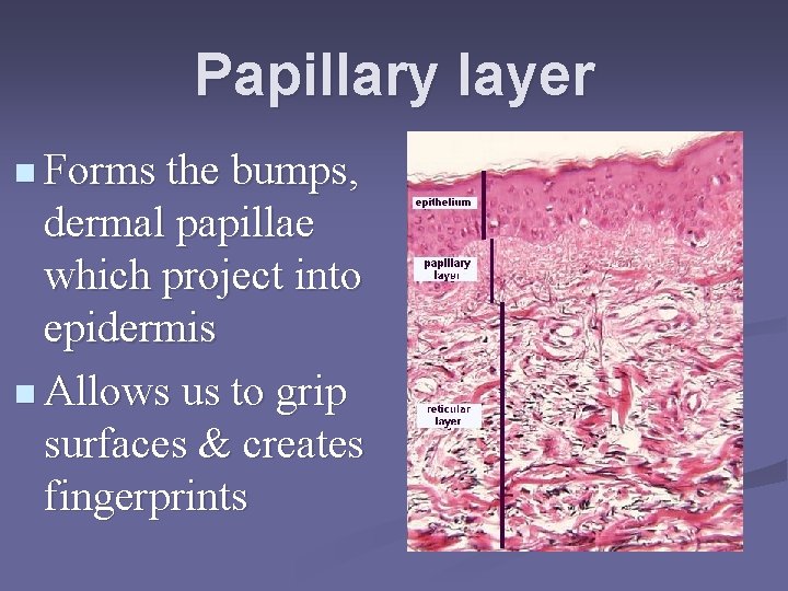 Papillary layer n Forms the bumps, dermal papillae which project into epidermis n Allows