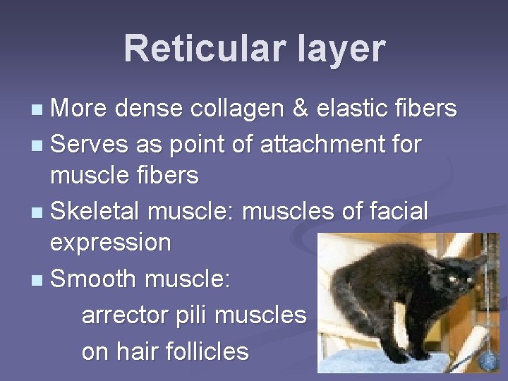 Reticular layer n More dense collagen & elastic fibers n Serves as point of