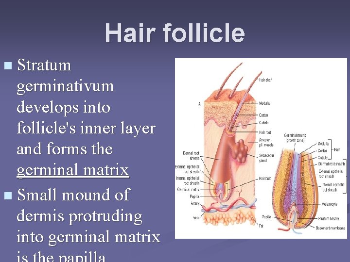 Hair follicle n Stratum germinativum develops into follicle's inner layer and forms the germinal