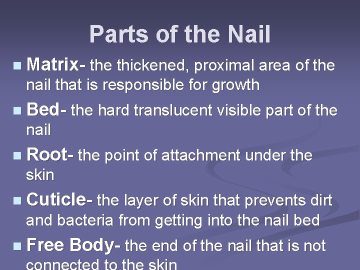 Parts of the Nail n Matrix- the thickened, proximal area of the nail that