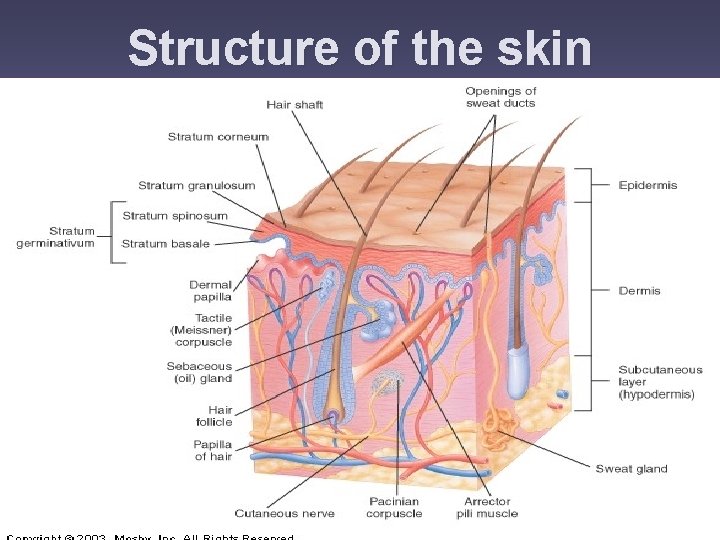 Structure of the skin 