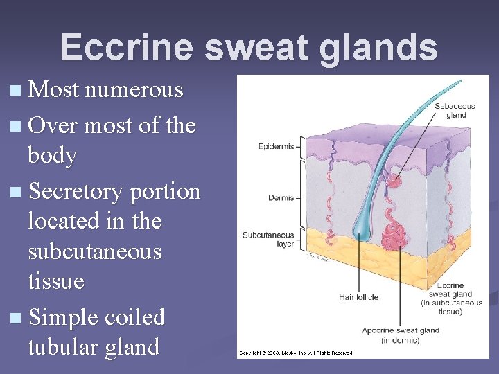 Eccrine sweat glands n Most numerous n Over most of the body n Secretory