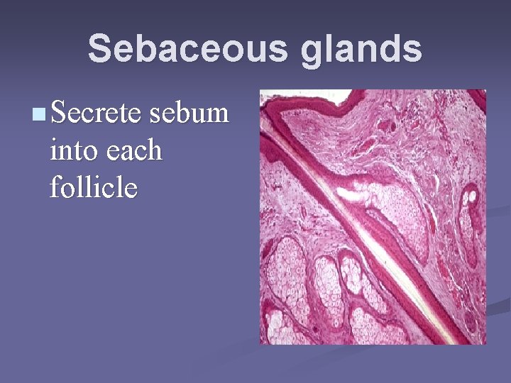 Sebaceous glands n Secrete sebum into each follicle 