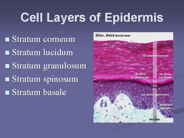 Cell Layers of Epidermis n Stratum corneum n Stratum lucidum n Stratum granulosum n