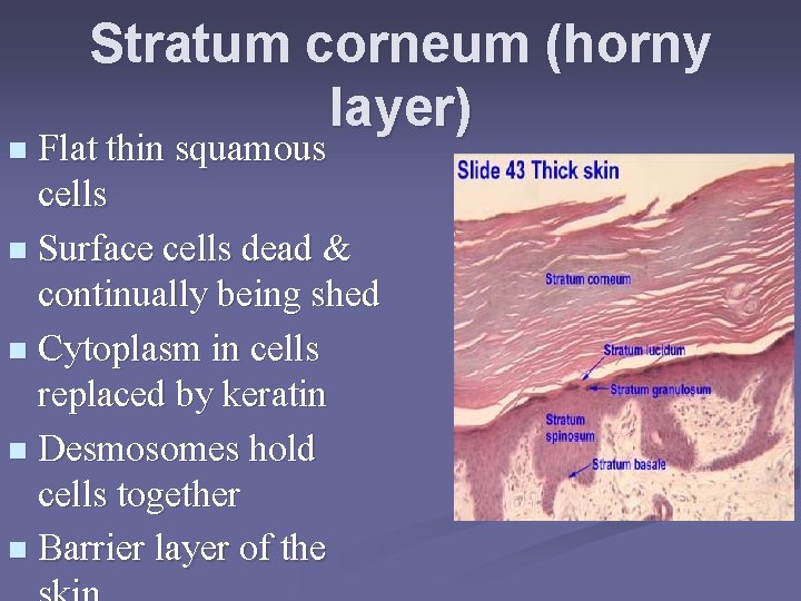Stratum corneum (horny layer) Flat thin squamous cells n Surface cells dead & continually