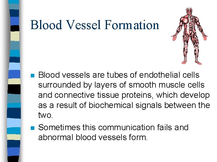 Blood Vessel Formation n n Blood vessels are tubes of endothelial cells surrounded by
