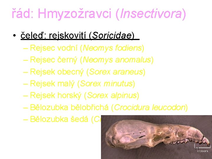 řád: Hmyzožravci (Insectivora) • čeleď: rejskovití (Soricidae) – Rejsec vodní (Neomys fodiens) – Rejsec