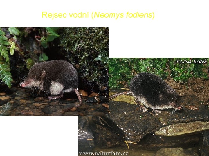 Rejsec vodní (Neomys fodiens) 12 