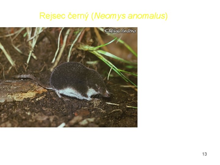 Rejsec černý (Neomys anomalus) 13 