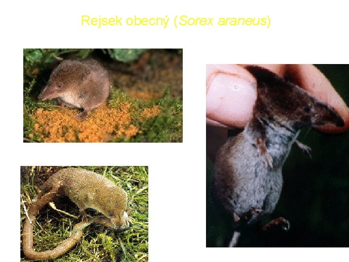 Rejsek obecný (Sorex araneus) 14 