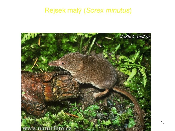 Rejsek malý (Sorex minutus) 16 