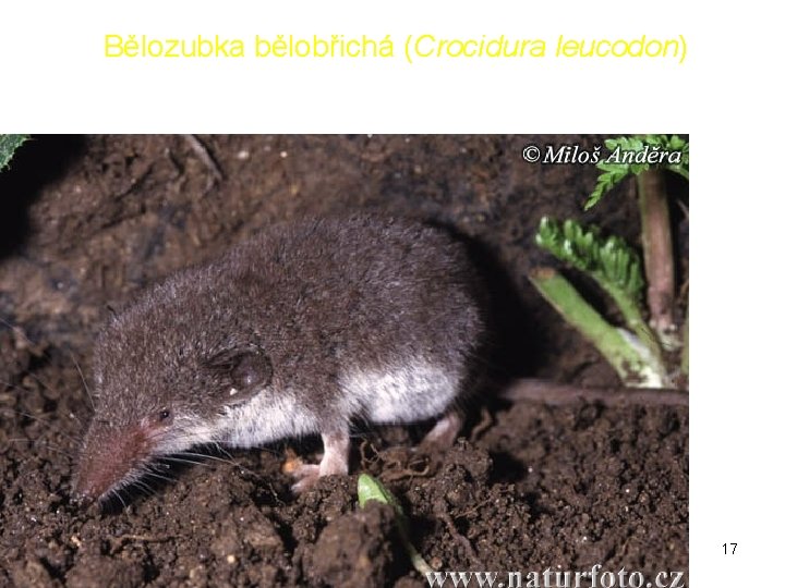 Bělozubka bělobřichá (Crocidura leucodon) 17 Bělozubka bělobřichá (Crocidura leucodon) 17