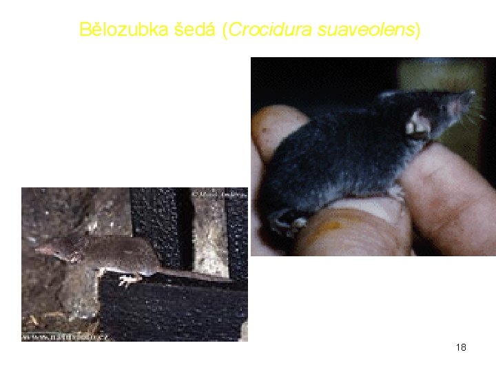 Bělozubka šedá (Crocidura suaveolens) 18 