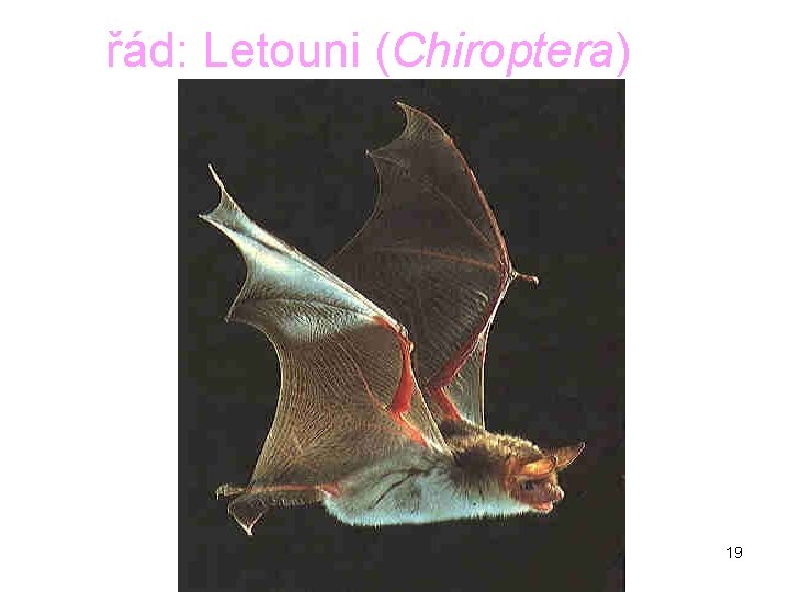 řád: Letouni (Chiroptera) 19 řád: Letouni (Chiroptera) 19