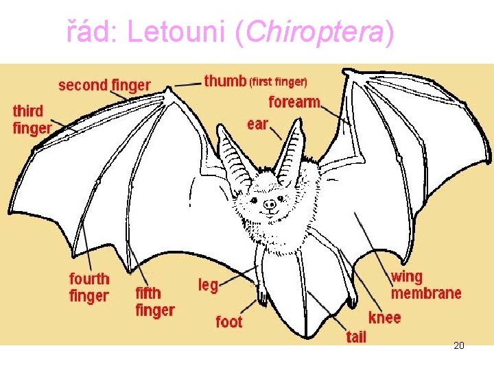 řád: Letouni (Chiroptera) 20 řád: Letouni (Chiroptera) 20