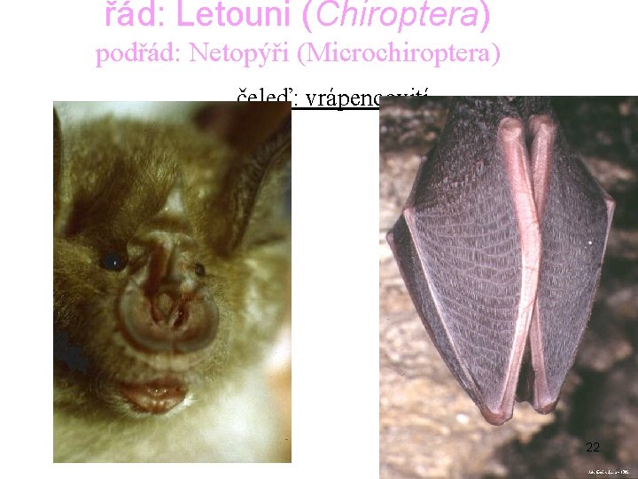 řád: Letouni (Chiroptera) podřád: Netopýři (Microchiroptera) čeleď: vrápencovití 22 