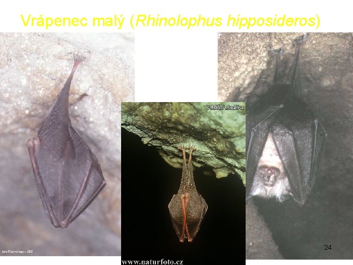 Vrápenec malý (Rhinolophus hipposideros) 24 