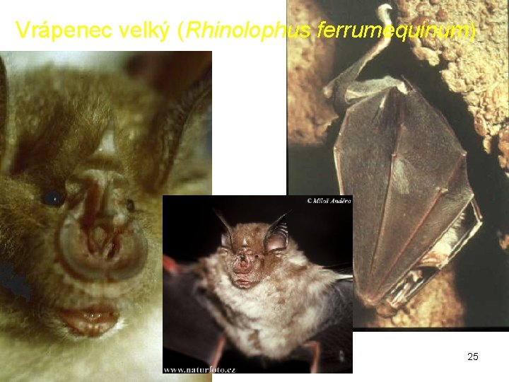 Vrápenec velký (Rhinolophus ferrumequinum) 25 