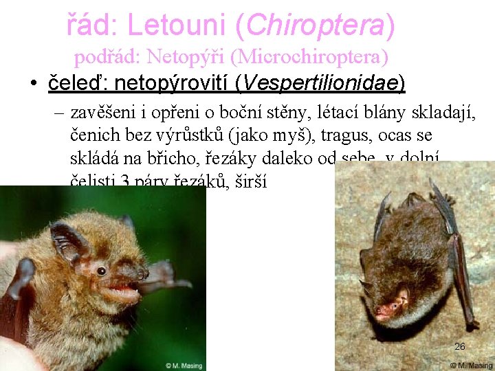 řád: Letouni (Chiroptera) podřád: Netopýři (Microchiroptera) • čeleď: netopýrovití (Vespertilionidae) – zavěšeni i opřeni