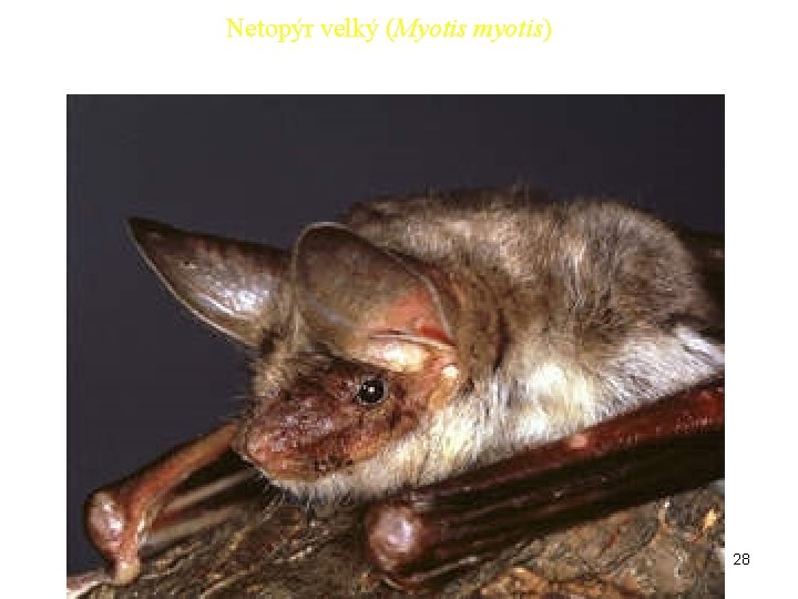 Netopýr velký (Myotis myotis) 28 Netopýr velký (Myotis myotis) 28