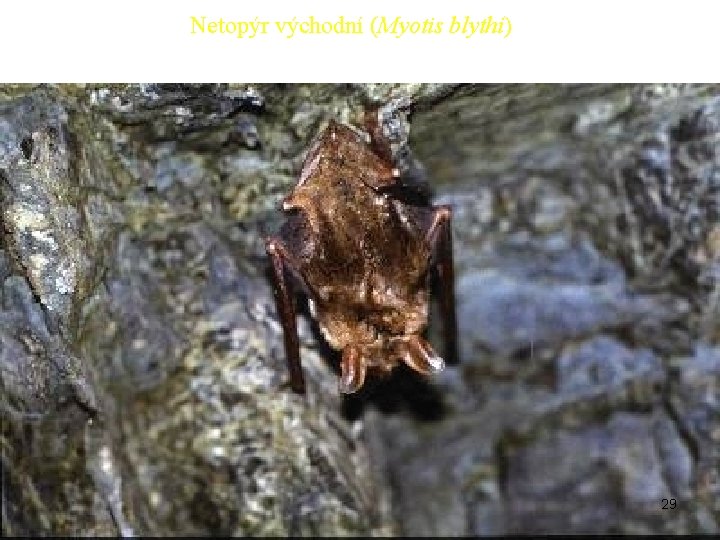 Netopýr východní (Myotis blythi) 29 