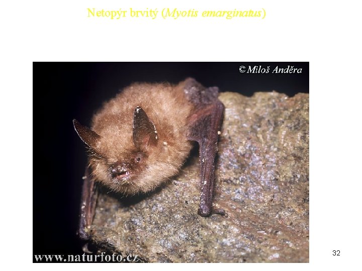 Netopýr brvitý (Myotis emarginatus) 32 