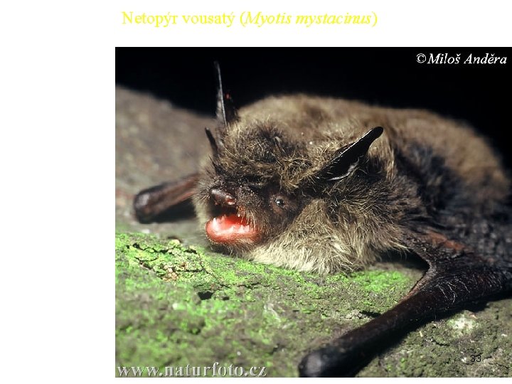 Netopýr vousatý (Myotis mystacinus) 33 Netopýr vousatý (Myotis mystacinus) 33
