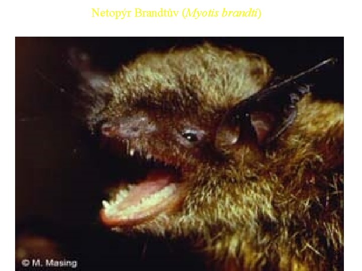 Netopýr Brandtův (Myotis brandti) 34 Netopýr Brandtův (Myotis brandti) 34
