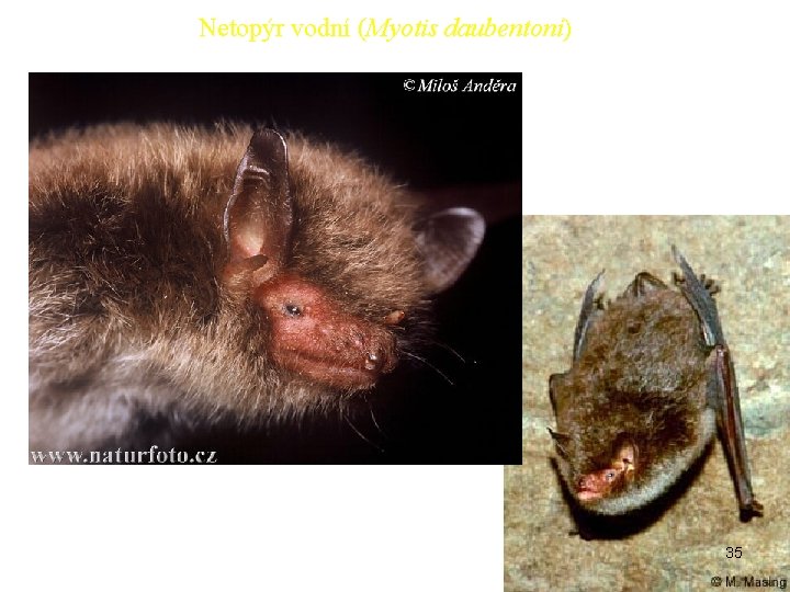 Netopýr vodní (Myotis daubentoni) 35 