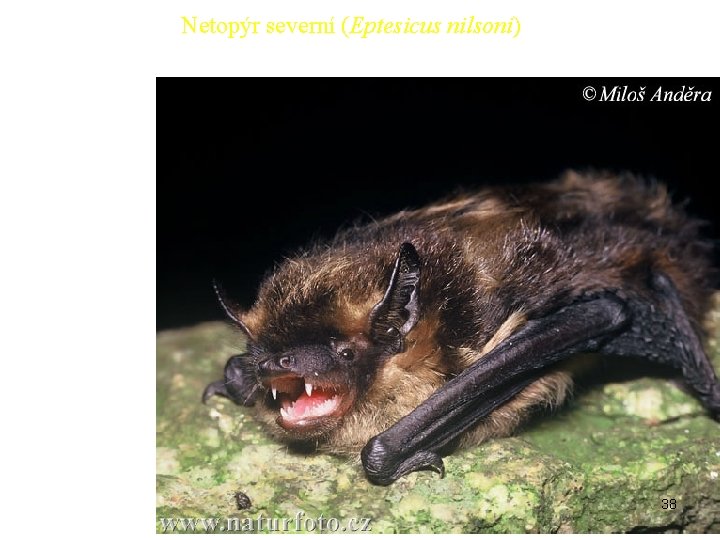 Netopýr severní (Eptesicus nilsoni) 38 