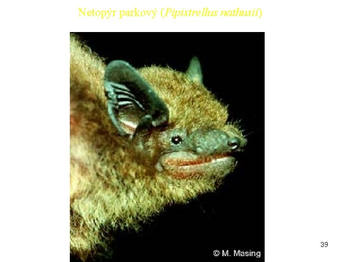 Netopýr parkový (Pipistrellus nathusii) 39 Netopýr parkový (Pipistrellus nathusii) 39