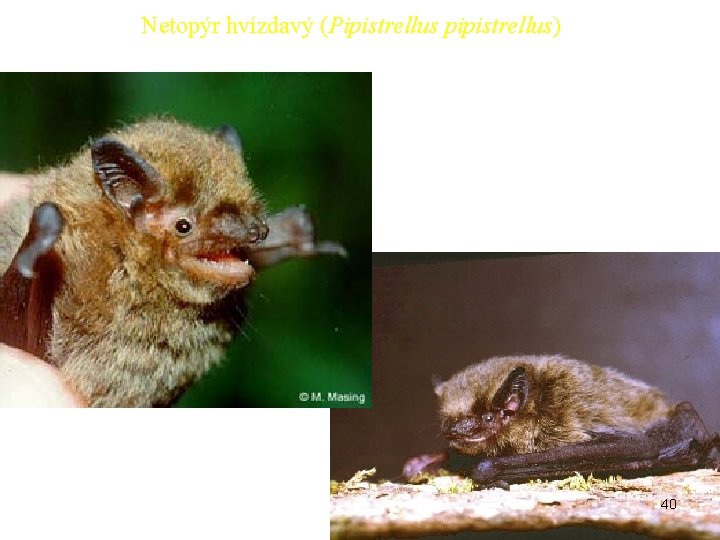 Netopýr hvízdavý (Pipistrellus pipistrellus) 40 