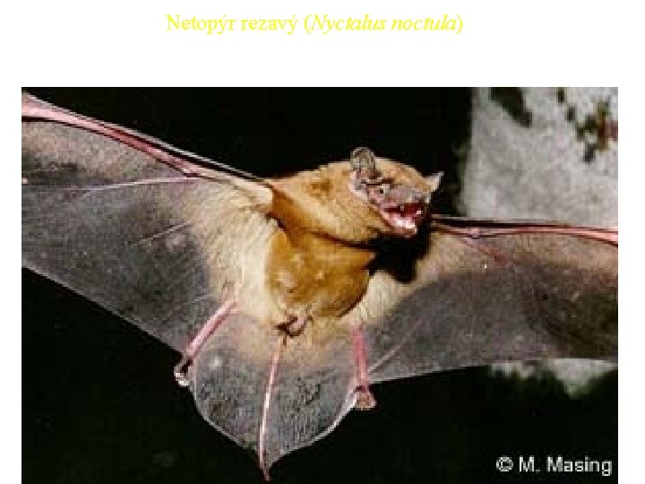 Netopýr rezavý (Nyctalus noctula) 41 Netopýr rezavý (Nyctalus noctula) 41