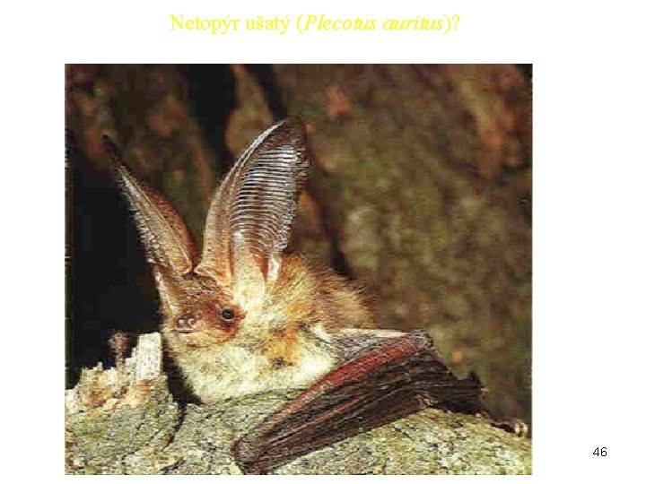 Netopýr ušatý (Plecotus auritus)? 46 Netopýr ušatý (Plecotus auritus)? 46