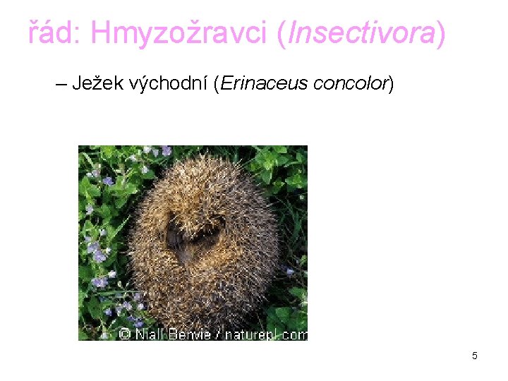 řád: Hmyzožravci (Insectivora) – Ježek východní (Erinaceus concolor) 5 