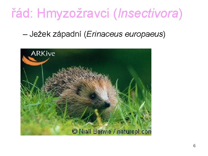 řád: Hmyzožravci (Insectivora) – Ježek západní (Erinaceus europaeus) 6 