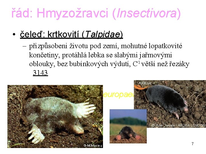 řád: Hmyzožravci (Insectivora) • čeleď: krtkovití (Talpidae) – přizpůsobeni životu pod zemí, mohutné lopatkovité