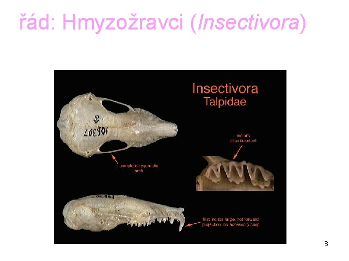 řád: Hmyzožravci (Insectivora) 8 