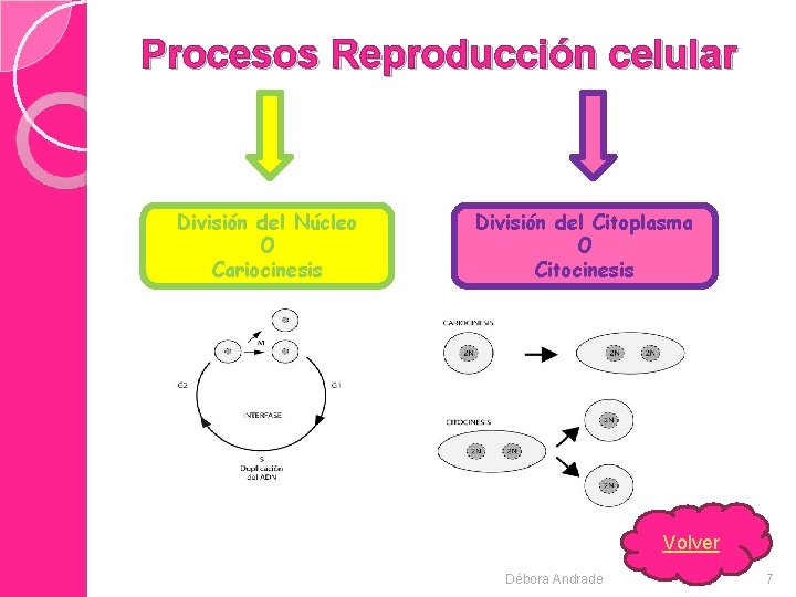Procesos Reproducción celular División del Núcleo O Cariocinesis División del Citoplasma O Citocinesis Volver